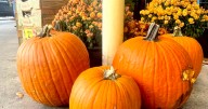 Boys & Girls Club to host Halloween Alternative