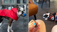 New York Woman Realizes She Forgot Her Dog’s Leash And Comes Up With A Genius Fix