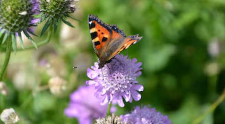 Por qué algunas flores atraen más insectos: lo que revela su aroma