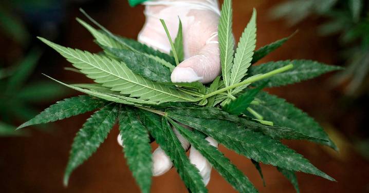 El Gobierno da luz verde al uso del cannabis medicinal
