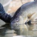 Doug Leier: Sport Fish Restoration Act funding for fishing celebrates 75 years