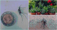 Plaga de mosquitos en Mérida: plantas que sí funcionan como repelente natural