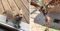 The Only Appropriate Reaction To These 115 Cute Baby Animal Pics Is “Aww”