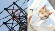 Rescate con final feliz: Luz del Sur salva a gato atrapado en torre de alta tensión en El Agustino (VIDEO)