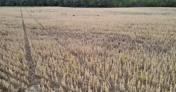 North Carolina soybean farmers face financial crisis amid trade war and China boycott :: WRAL.com