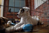 Newsom signs laws to stop flow from out-of-state puppy mills into California