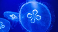 Moon Jellyfish: Coastal Dwellers With Gentle Stingers