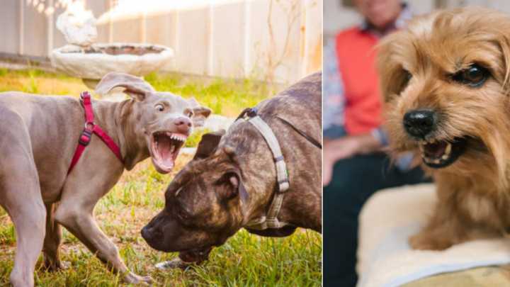 ¿Qué provoca la agresividad en los perros? Estudio de Harvard encuentra la respuesta y ofrece consejos para evitarlo