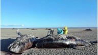 Encontraron 26 orcas muertas en Tierra del Fuego