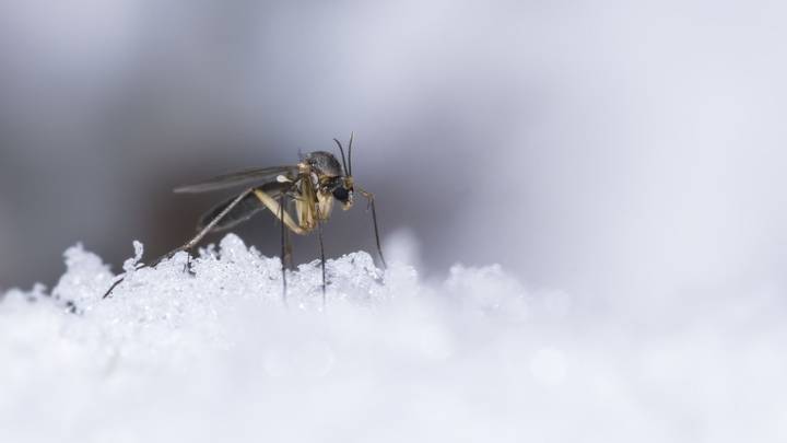 Por primera vez en la historia encontraron mosquitos en Islandia