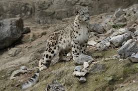 Ladakh hosts 477 snow leopards, highest in India