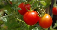 When the frost warnings come for the Pittsburgh area, what does it mean for your garden?