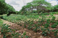 Agroecología impulsa la seguridad alimentaria en comunidades rurales de La Guajira