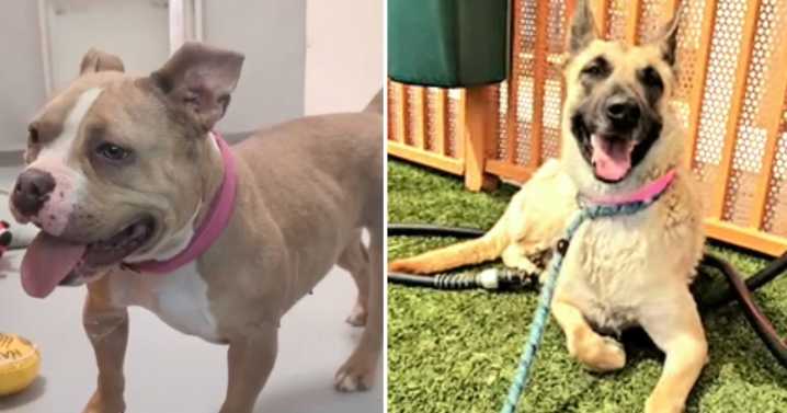 Clark County declines necropsies in case of two dogs found dead after adoption
