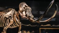 “Agreeable To The Taste” Like A Sirloin Steak: The Modern People Who Ate Mammoth Meat