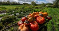 Pumpkin: A favorite sign of fall, with a bit of shady history