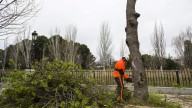 Entidades sociales se concentran para pedir un cambio en la gestión climática: "Ni un árbol menos"