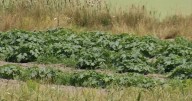 Drought conditions persist across Maine following one of the driest summers on record