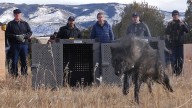 Trump administration tells Colorado that wolves must come from U.S. Rockies states, not Canada