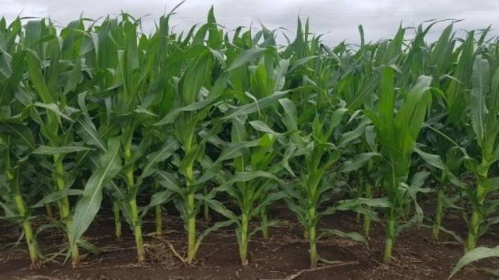 La tregua climática permitió completar la siembra de maíz