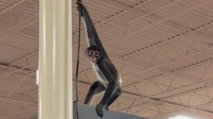 Monkey on the loose at Plano Spirit Halloween store