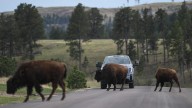 How to get an annual pass to South Dakota's state parks for 2026