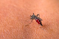 First evidence in the UK of breeding aegypti mosquito – the main spreader of dengue, chikungunya and Zika