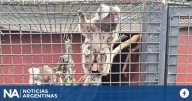 Más de 100 animales exóticos fueron rescatados de una veterinaria por maltrato y comercialización ilegal