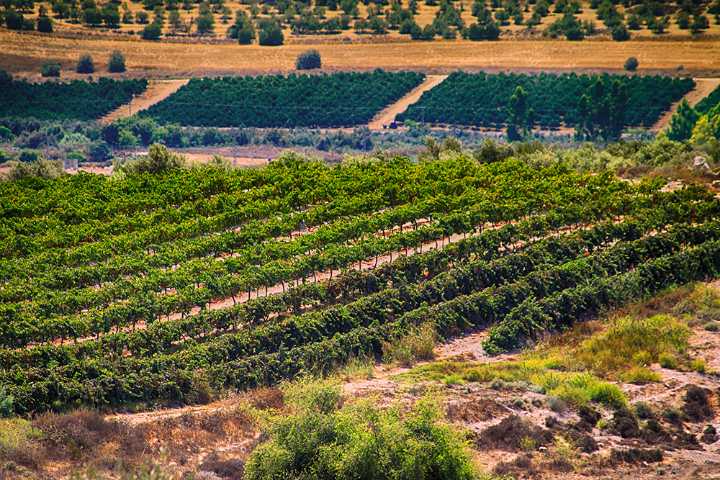 A sip of Israeli history