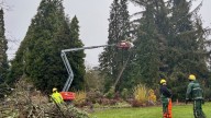 University of Oregon faces lawsuit over falling tree that left student paralyzed