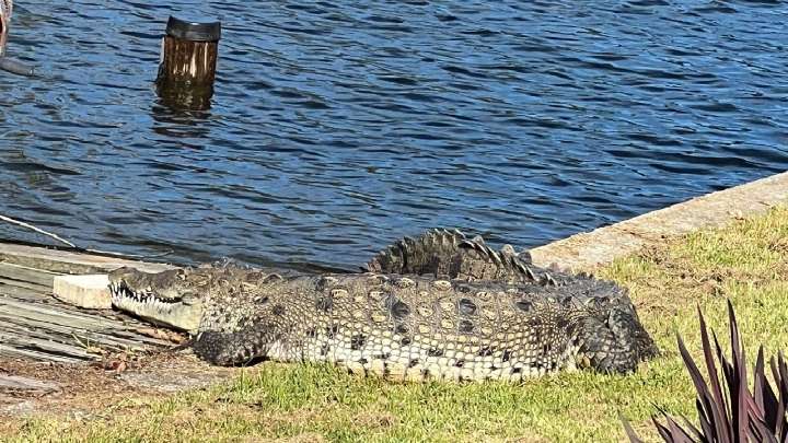 Recurring crocodile in Brevard County reportedly kills dog