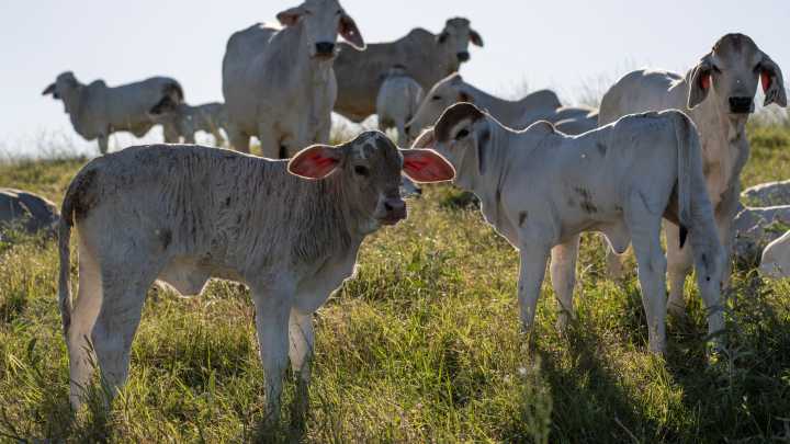NDSU Cattle Backgrounding Program set for Nov. 6