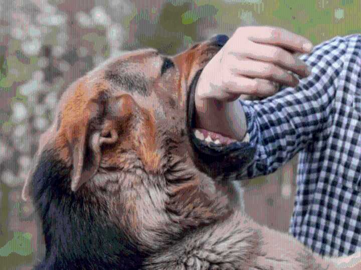 Comunidad alerta por ataques de manada de perros en La Vega