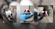 Four newborn puppies found abandoned in box along Maryland walking trail