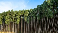 A más eucaliptos, menos aves forestales: no les ofrecen ni alimento ni refugio