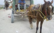 Congreso de SLP endurecerá sanciones por maltrato a animales de carga
