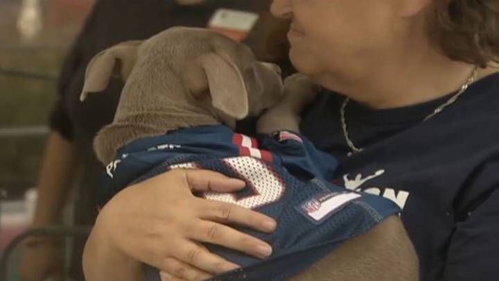Dogs find loving homes thanks to Pawtriots Pet Adoption ‘TailGate’
