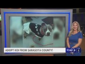 Give Koi from Sarasota County a fur