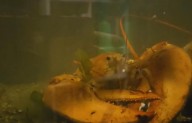 Incredibly Rare Orange Lobster Saved From NY Supermarket