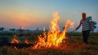 Punjab saw 415 farm fires from September 15 to October 21, down from 1,510 last year: Data