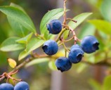 La superficie de cultivo de arándano ha aumentado desde 2021 casi en 1.000 hectáreas en Huelva