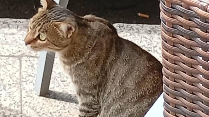 Este es "Piñolín", el gato callejero que tiene enamorado a medio Gijón: "Todos los vecinos le echan de comer"