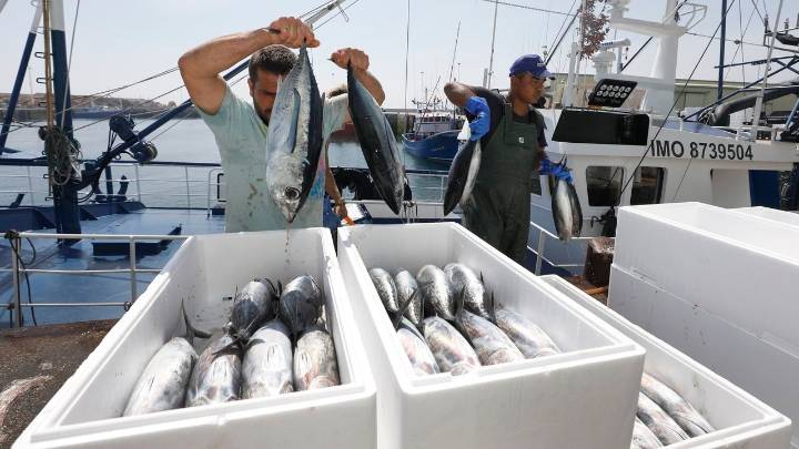 Adiós a los «monos», los últimos bonitos que pescó la flota en una costera en la que repuntaron las capturas