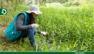 Avanza la recuperación ecológica del humedal Abreo Malpaso en Rionegro: siembran más de 6.000 plantas