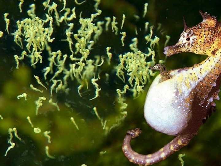 El fabuloso momento en que un caballito de mar macho da a luz