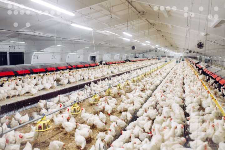 El pollo se consolida: Representa el 60% del consumo de proteína