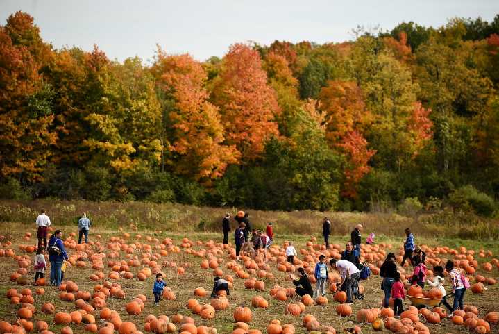 The great Upstate NY pumpkin pick: 24 best U