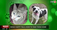 WAND's Happy Tails featuring Orange Blossom and Dottie