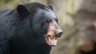 Campista aparece muerto días después de enviar la foto de un oso a su familia