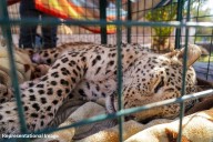 Leopard captured in Doda town, search on for second